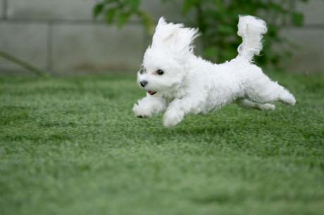 The Puppy Bowl